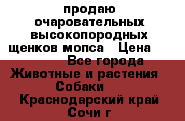 продаю очаровательных высокопородных щенков мопса › Цена ­ 20 000 - Все города Животные и растения » Собаки   . Краснодарский край,Сочи г.